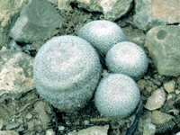 Epithelantha greggii subsp. potosina