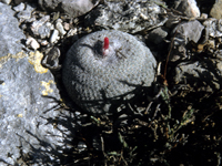 Epithelantha greggii subsp. potosina