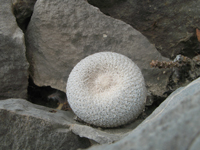 Epithelantha ilariae