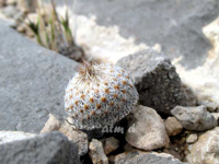 Epithelantha pachyrhiza subsp. parvula