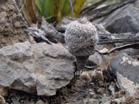 Epithelantha pachyrhiza subsp. parvula