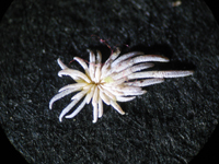 Epithelantha pachyrhiza subsp. pulchra