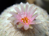 Epithelantha pachyrhiza subsp. pulchra