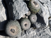 Epithelantha unguispina subsp. huastecana