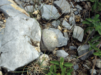 Epithelantha unguispina subsp. huastecana