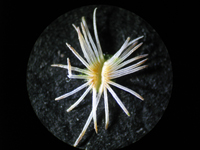 Epithelantha unguispina subsp. huastecana