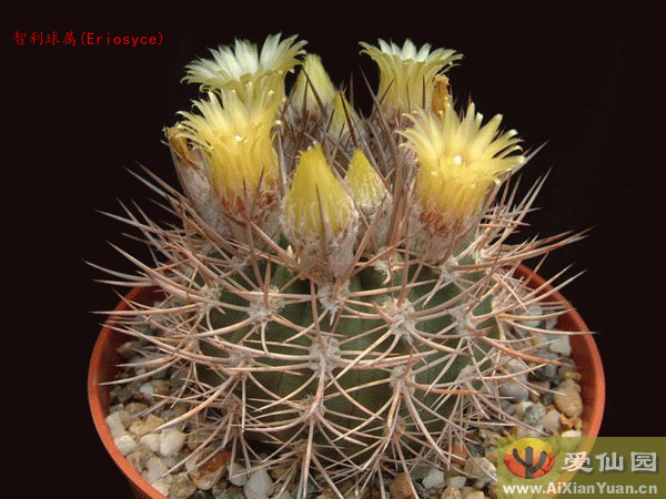 逆豹丸　Eriosyce bulbocalyx 逆豹丸 Eriosyce bulbocalyx - メルカリ