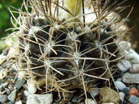 Eriosyce eriosyzoides subsp. atroviridis