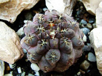 Eriosyce napina subsp. glabrescens