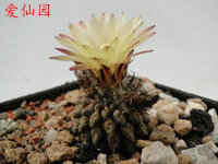 高达