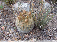 Escobaria vivipara var. bisbeeana