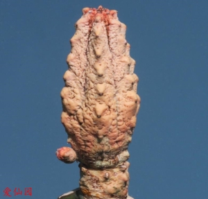 亚狄麒麟锦(Euphorbia abdelkuri cv. Damask)
