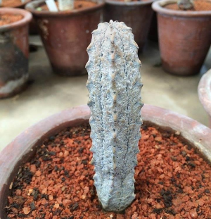 亚狄麒麟(Euphorbia abdelkuri)