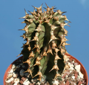 峦岳大戟(Euphorbia abyssinica)