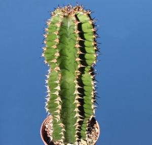 峦岳大戟(Euphorbia abyssinica)