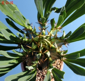 峦岳大戟(Euphorbia abyssinica)