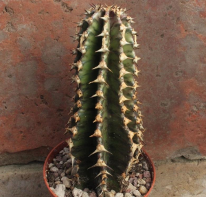 峦岳大戟(Euphorbia abyssinica)