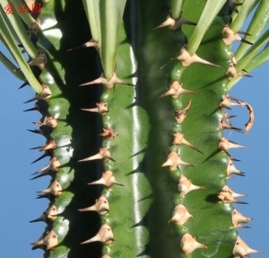 峦岳大戟(Euphorbia abyssinica)