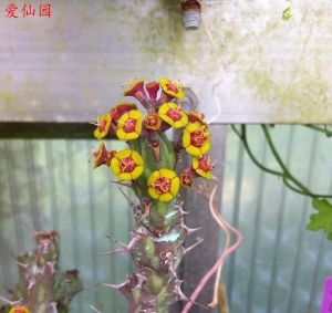 拉达大戟(Euphorbia actinoclada)