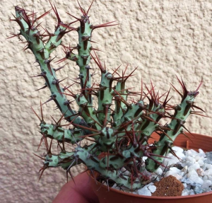 铜绿麒麟(Euphorbia aeruginosa)