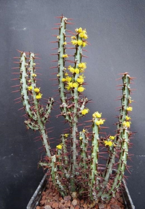 铜绿麒麟(Euphorbia aeruginosa)