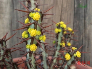 铜绿麒麟(Euphorbia aeruginosa)