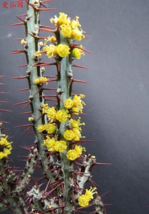 铜绿麒麟(Euphorbia aeruginosa)