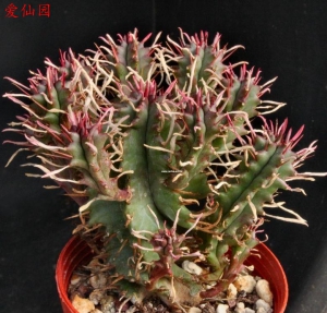 红麒麟(Euphorbia aggregata)