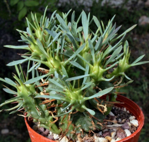 红麒麟(Euphorbia aggregata)