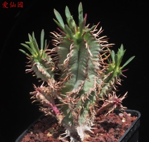 红麒麟(Euphorbia aggregata)