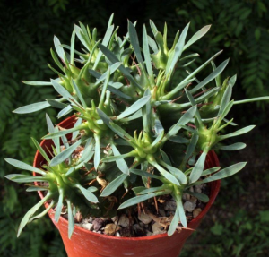 红麒麟(Euphorbia aggregata)