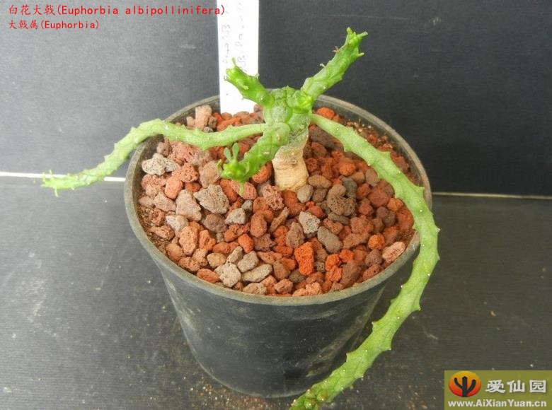 白花大戟_(Euphorbia albipollinifera)_大戟属仙人球_爱仙园