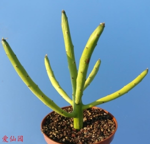 翡翠木(Euphorbia alluaudii)