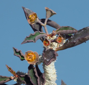 安波沃本大戟(Euphorbia ambovombensis)