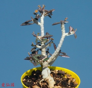 安波沃本大戟(Euphorbia ambovombensis)