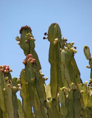 大戟阁(Euphorbia ammak)