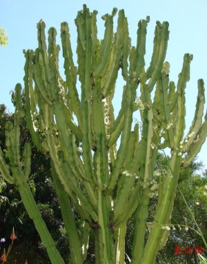 大戟阁(Euphorbia ammak)