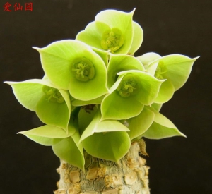 安卡大戟(Euphorbia ankarensis)