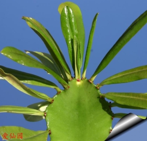 火殃勒(Euphorbia antiquorum)