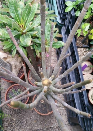 棒大戟(Euphorbia arbuscula)