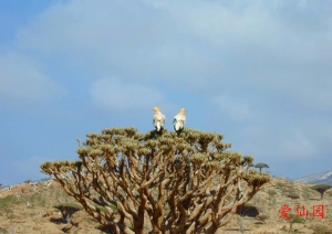 棒大戟(Euphorbia arbuscula)