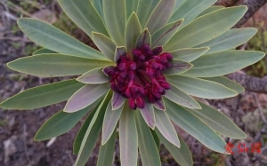 紫色莲花大戟(Euphorbia atropurpurea)