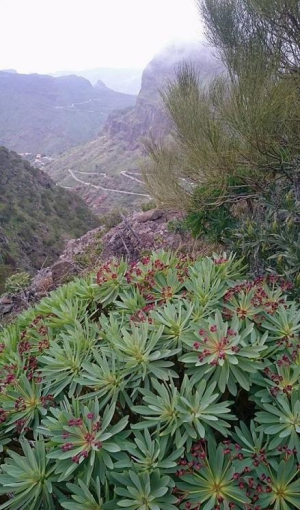 紫色莲花大戟(Euphorbia atropurpurea)