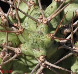 阿托克斯大戟(Euphorbia atrox)