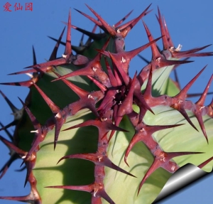 紫冠大戟(Euphorbia avasmontana)