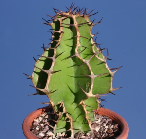 紫冠大戟(Euphorbia avasmontana)