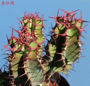 紫冠大戟(Euphorbia avasmontana)