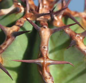 紫冠大戟(Euphorbia avasmontana)