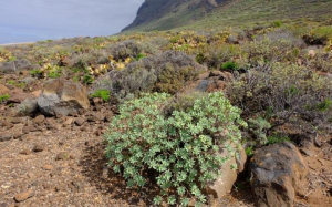 凤仙大戟(Euphorbia balsamifera)