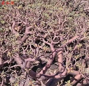 凤仙大戟(Euphorbia balsamifera)